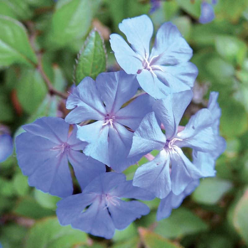 plumbago-cerato.jpg