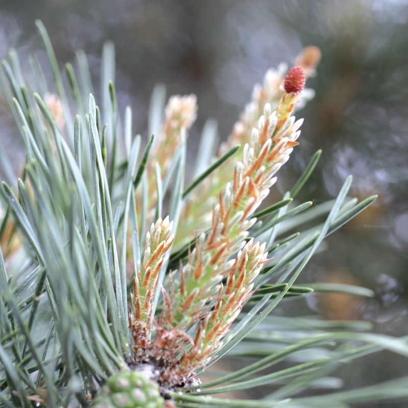 pin-pine.jpg