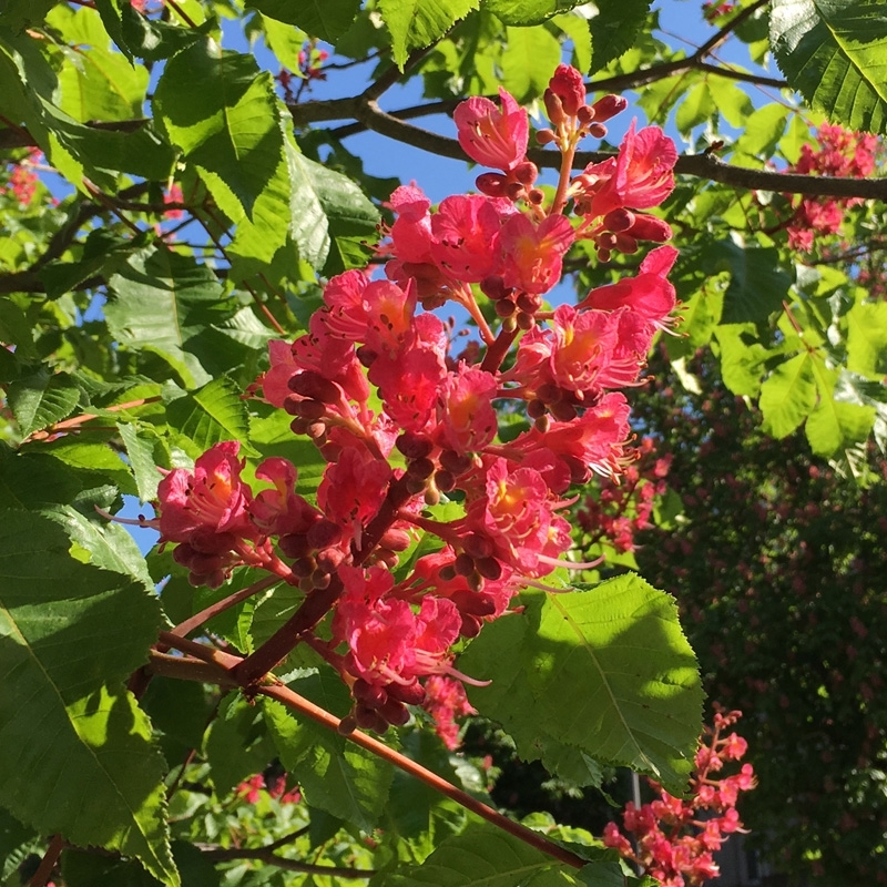 marronnier-rouge-red-chestnut.jpg