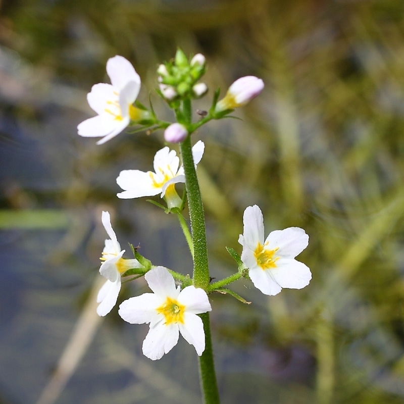 hottonie-des-marais-water-violet.jpg