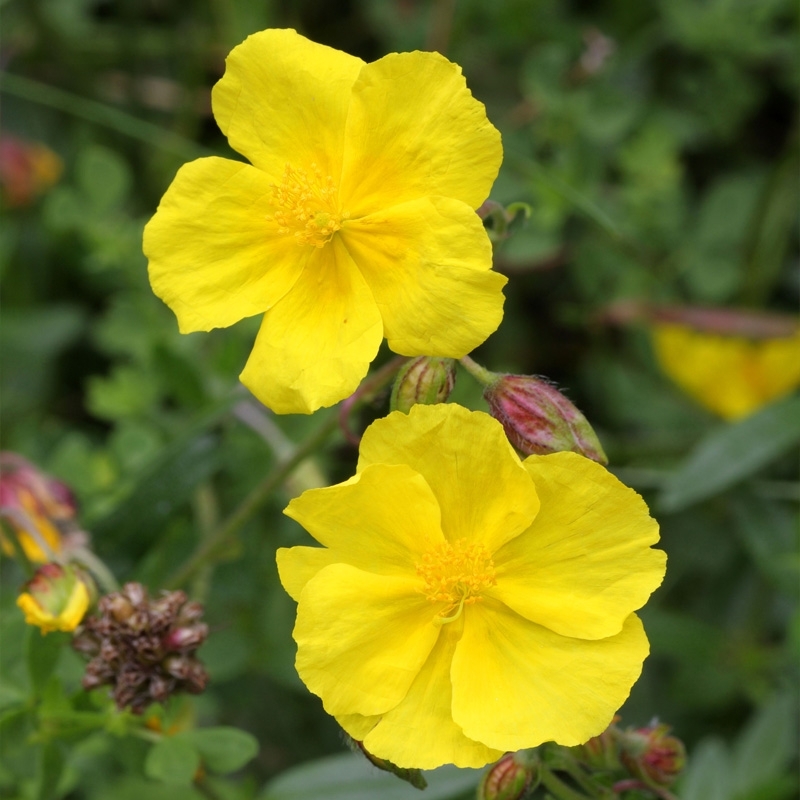 Fleurs de Bach : les fleurs du bien : Femme Actuelle Le MAG