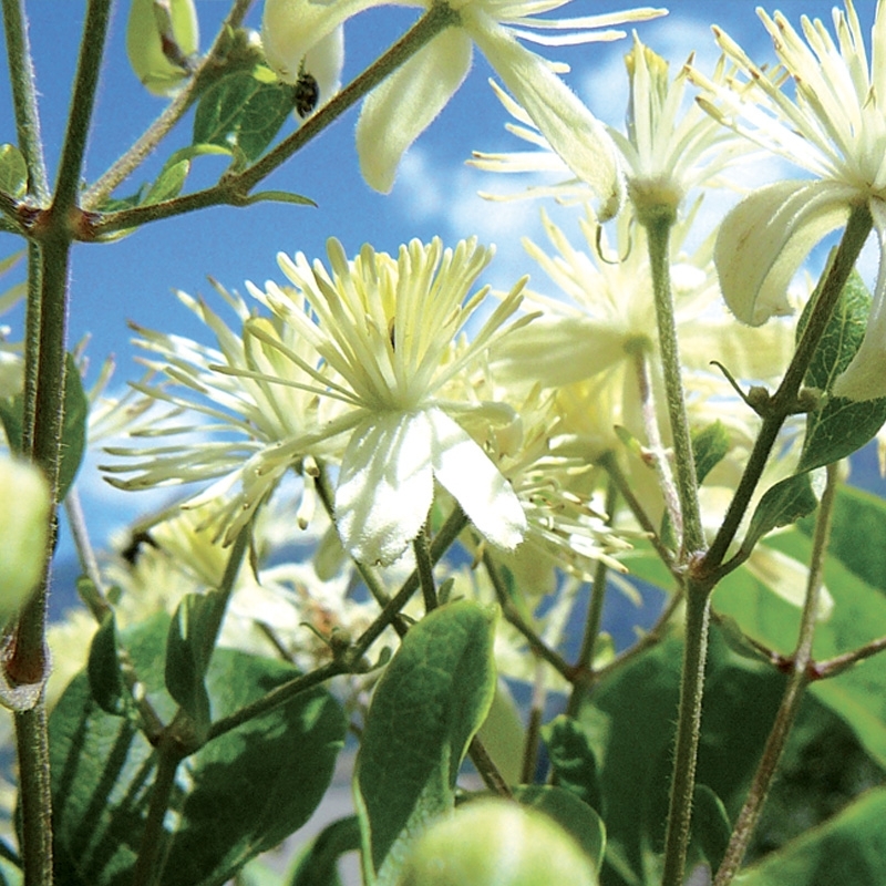 clematite-clematis.jpg