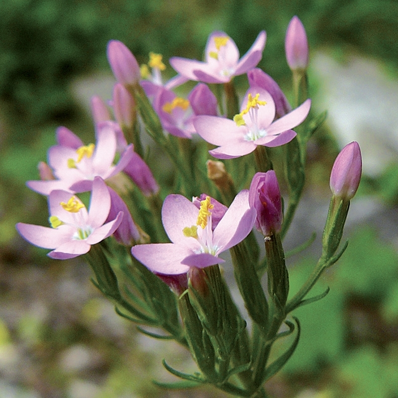 centauree-centaury.jpg