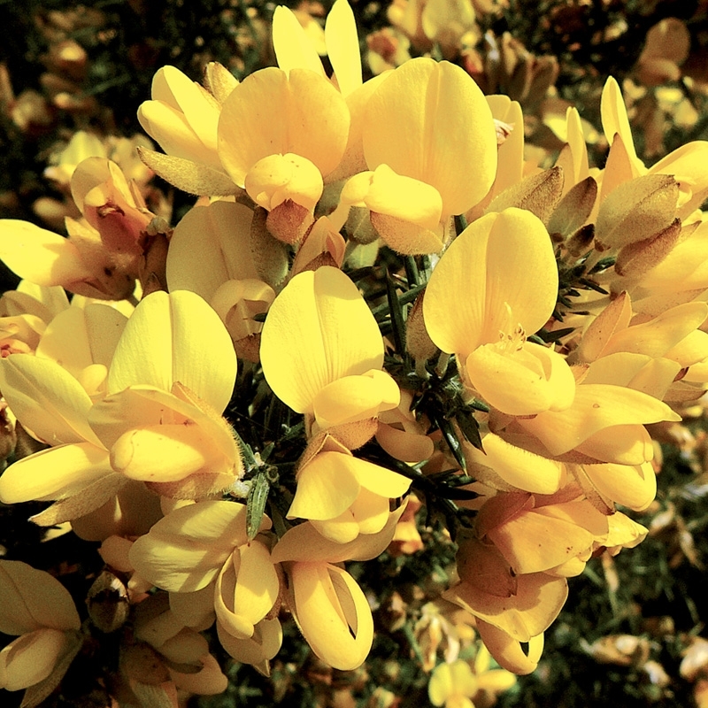 ajonc-gorse.jpg