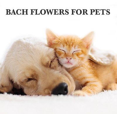 Fleurs de Bach® Original  RESCUE® - Mélanges de 5 fleurs depuis 1936